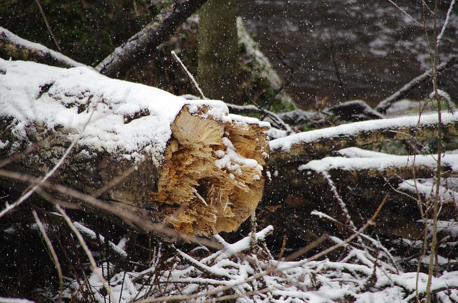 tree, forest, snowing, nature, ecology, estonia, lahemaa national park HD wallpaper