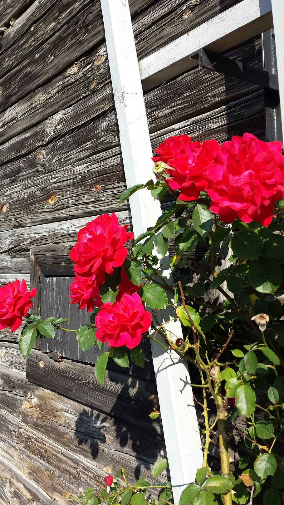 roses, summer, torp, flowering plant, beauty in nature, fragility HD wallpaper