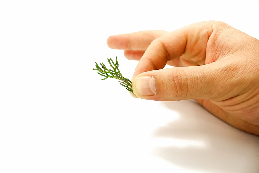 pine, hand, nature, trees, plant, branch, leaves, green, white background HD wallpaper