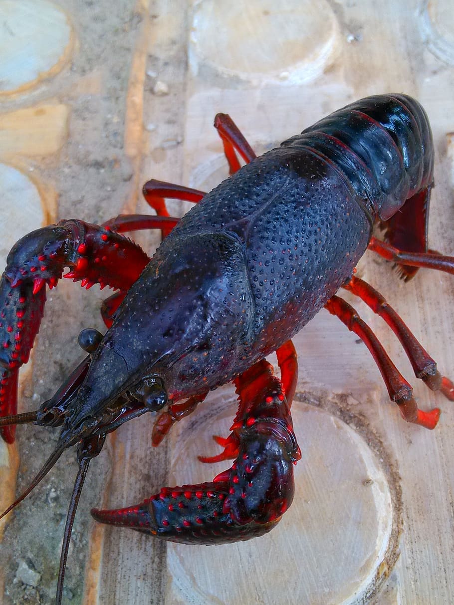 crayfish, ma small, gourmet, freshwater lobster, red armor