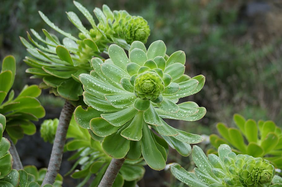 green leafed plant, cactus, blossom, bloom, tenerife, duration, HD wallpaper