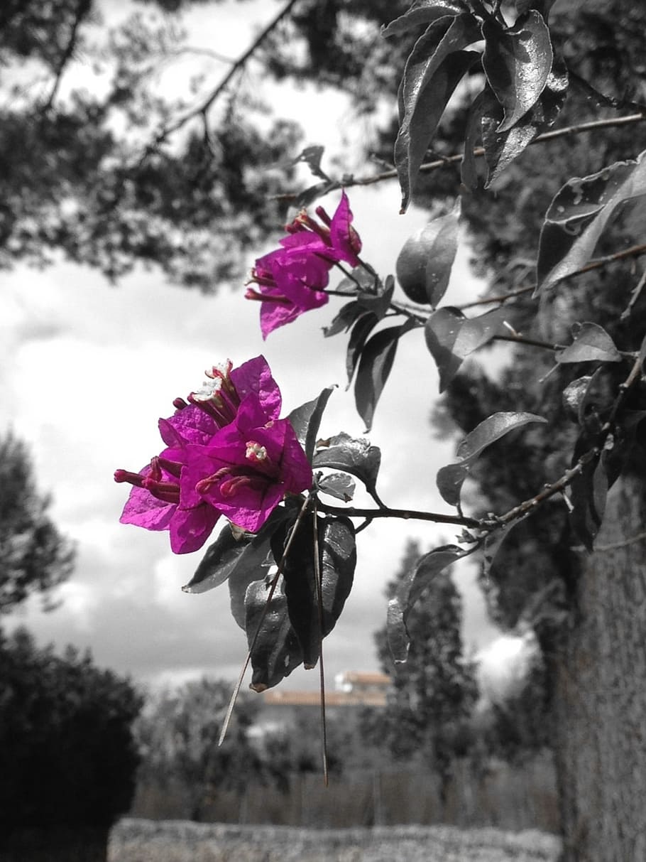 flower, spring, nature, violet, blossom, bloom, plant, flowering plant HD wallpaper