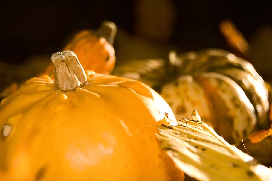 pumpkin, yellow, autumn, pumpkins, gourd, harvest, choice choose, HD wallpaper