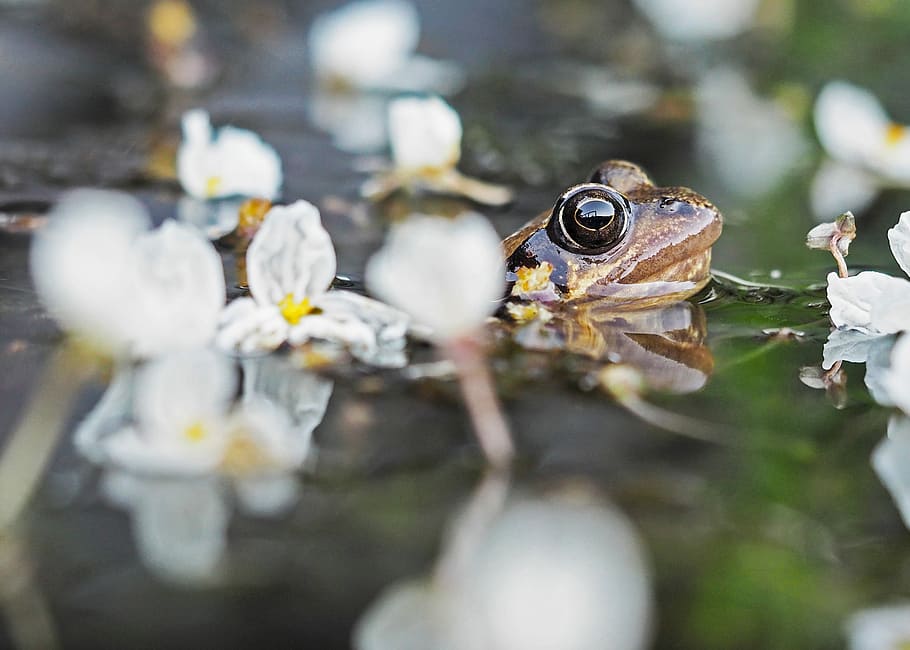 brown frog in body of water, close up photography of frog, wildlife HD wallpaper
