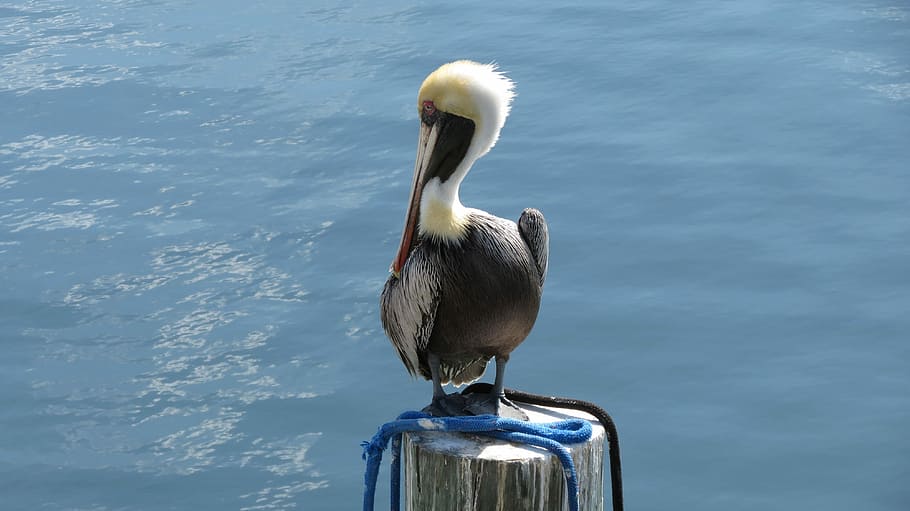 Pelican, Florida, Keys, Key Largo, finding, nemo, bird, pier, HD wallpaper
