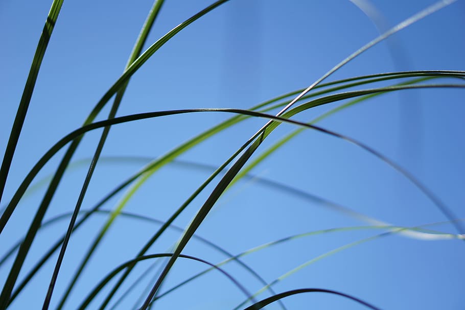 green grass in macro lens photography, green grass blades, sky HD wallpaper
