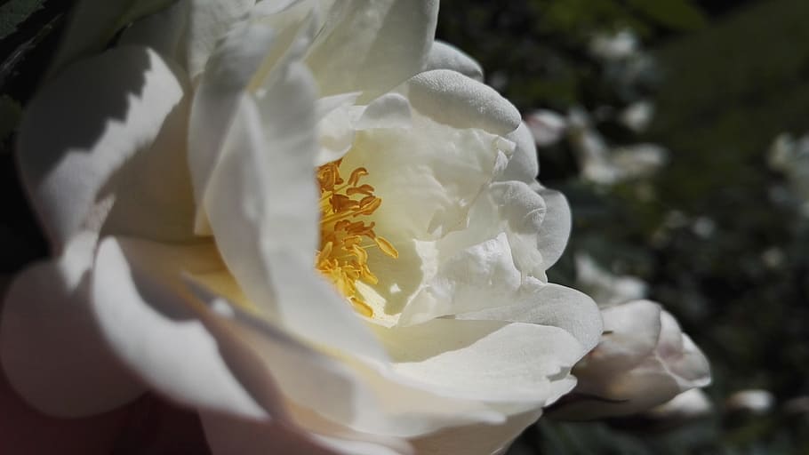 Midsummer, Roses, White, midsummer roses, white flower, summer flower HD wallpaper
