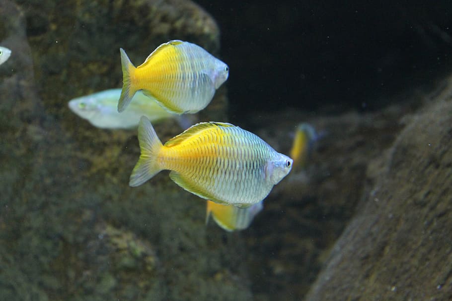close-up photo of gray-and-yellow fish, tropical, saltwater, ocean