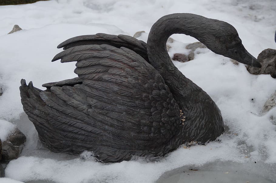 swan, winter, cold, snow, icy, black, black swan, metal, sculpture HD wallpaper