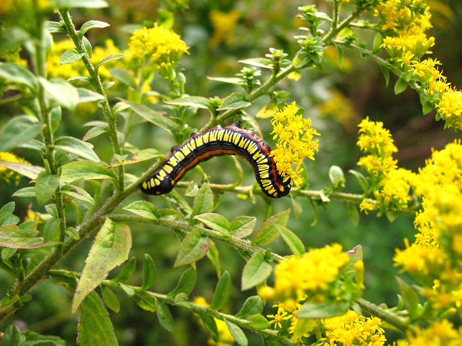 caterpillar, wild flower, spring, yellow, golden, rod, weed HD wallpaper