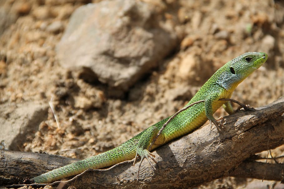 lizard, dragon, nature, animal themes, reptile, animal wildlife HD wallpaper