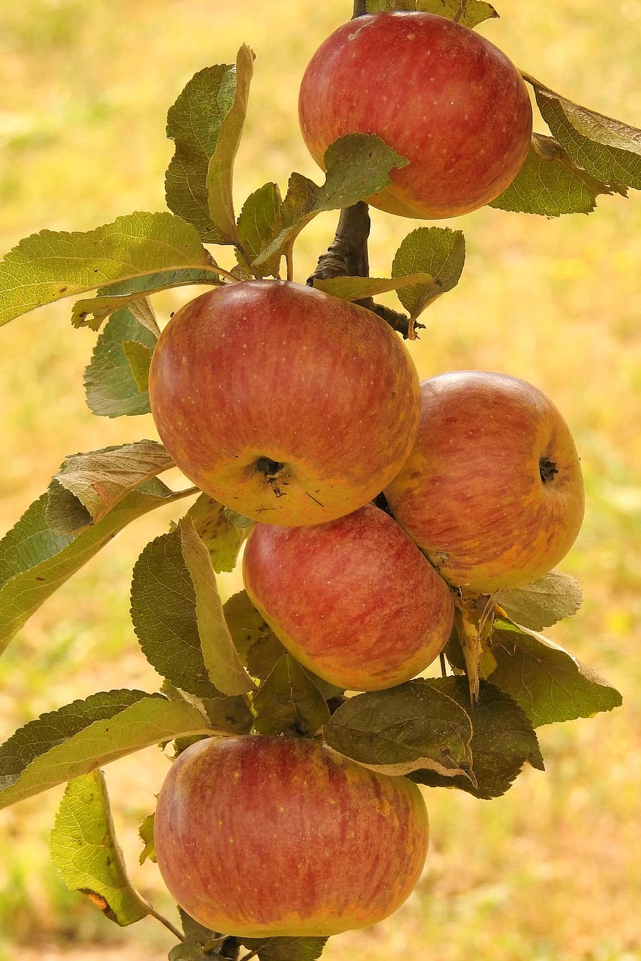 apple, apple tree, branch, ripe, kernobstgewaechs, fruits, healthy eating HD wallpaper