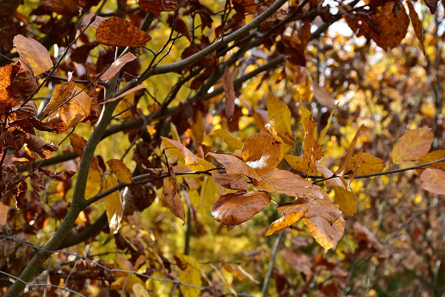 closeup photo of maple tree, leaves, deciduous tree, autumn HD wallpaper