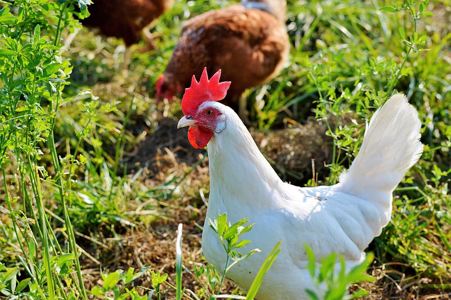 white hen on grass covered ground, chicken, poultry, range HD wallpaper
