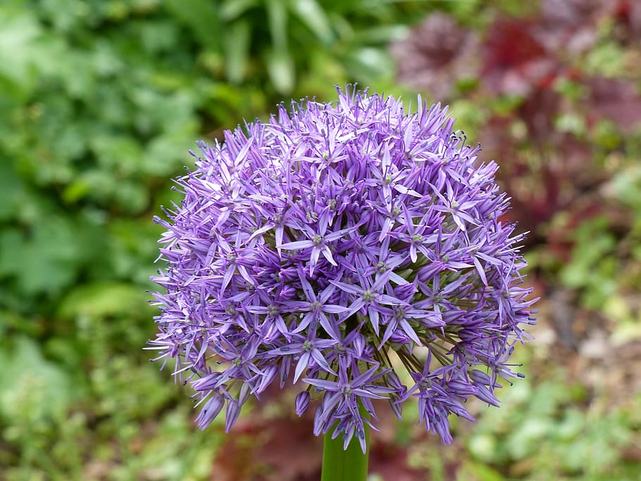 Spring, Ornamental, Onion, Flower, Allium, ornamental onion, HD wallpaper