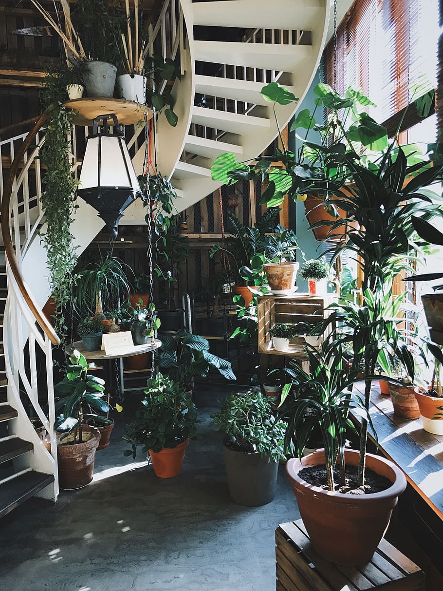green leafed plant in pot, photo of variety of plants near window and stair HD wallpaper