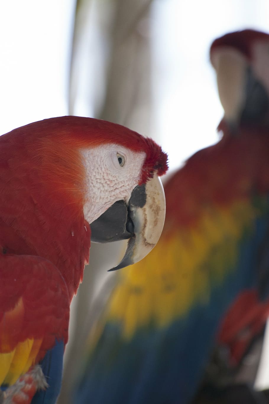 red, bird, parrot, cute, blue, wild, animal, nature, yellow HD wallpaper