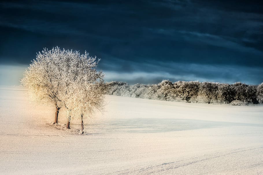 trees covering with snow, winter, iced, hoarfrost, mood, frozen HD wallpaper