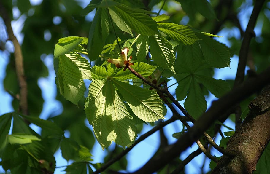 Chestnut, Leaves, Aesthetic, Tree, chestnut leaves, green, green color