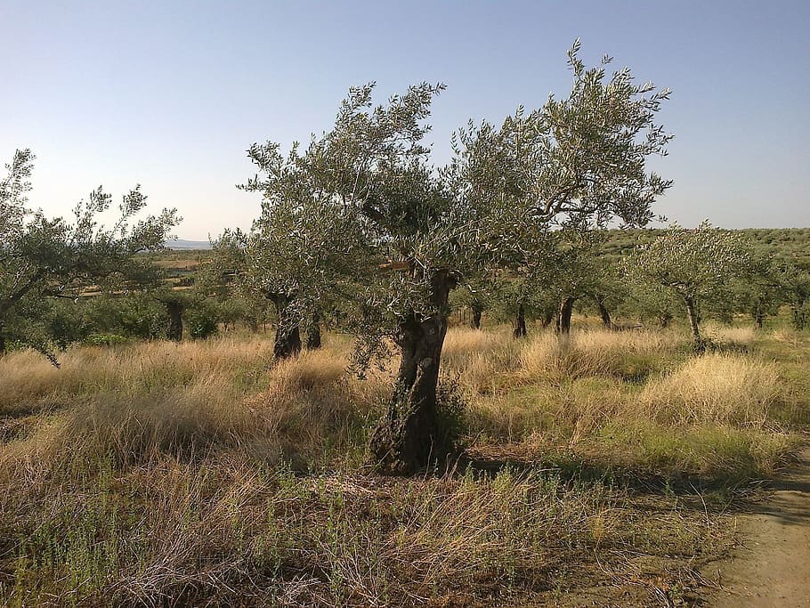 olive, tree, field, nature, plant, growth, grass, sky, landscape HD wallpaper