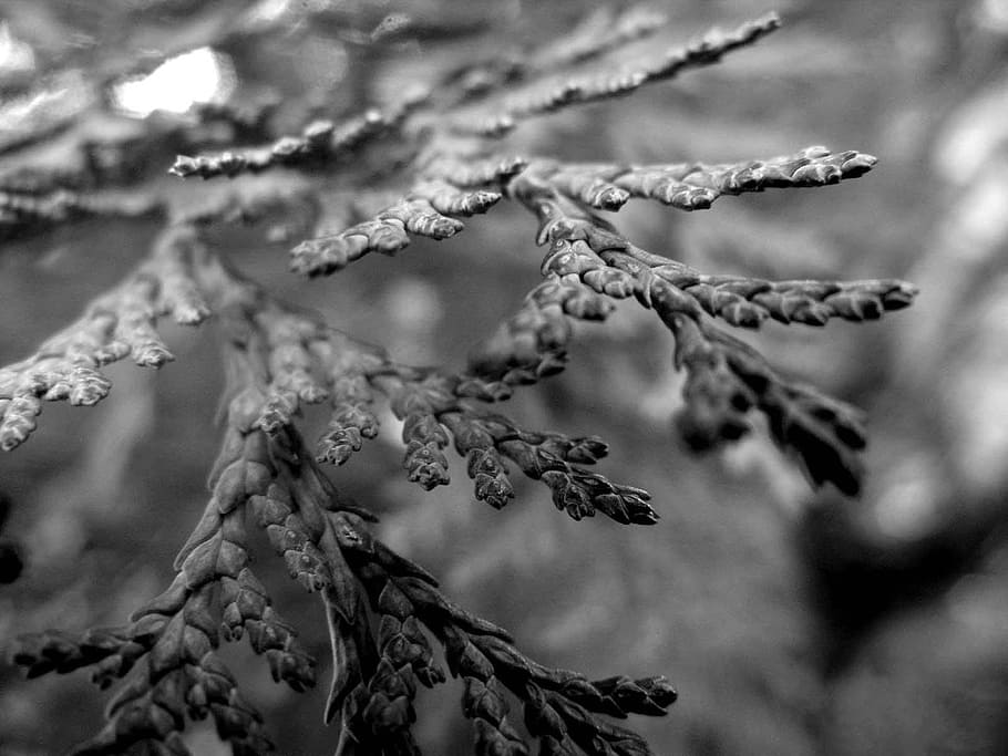 Needles, Tree, Conifer, Nature, black and white, detail, plant HD wallpaper