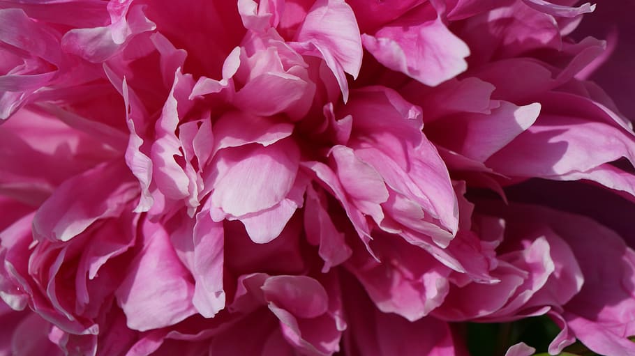 close-up photo of pink peony flower, spring, blossom, bloom HD wallpaper