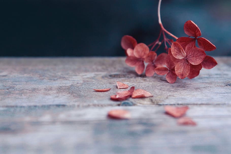 red leafed plant, selective focus photo of brown leafed plants HD wallpaper