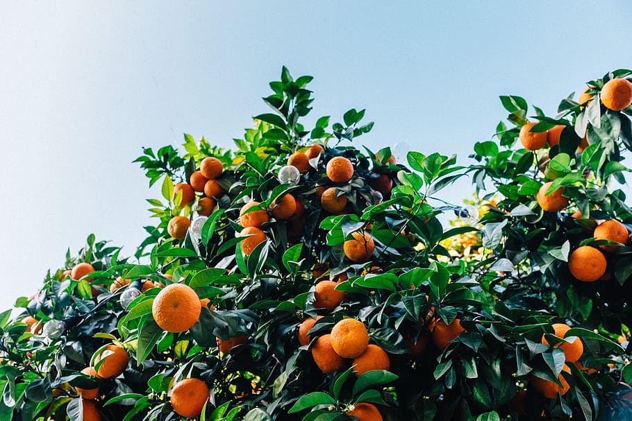 orange fruit tree, tangerines, satsuma, citrus, color, fresh, HD wallpaper
