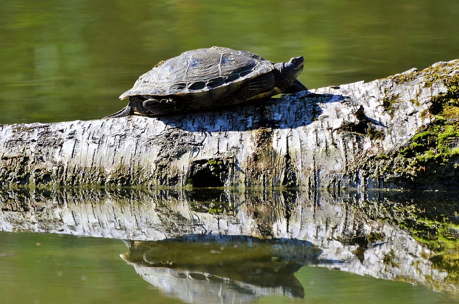turtle, reptile, water turtle, tortoise shell, giant tortoise HD wallpaper