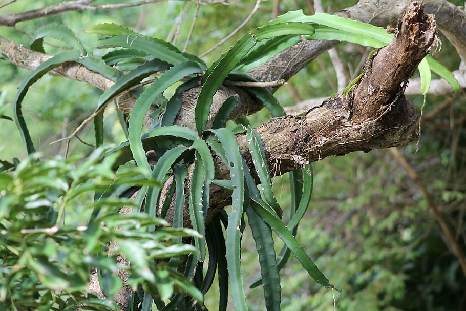 tree, plant, jungle, tribe, epiphyte, succulent, monkey cock HD wallpaper
