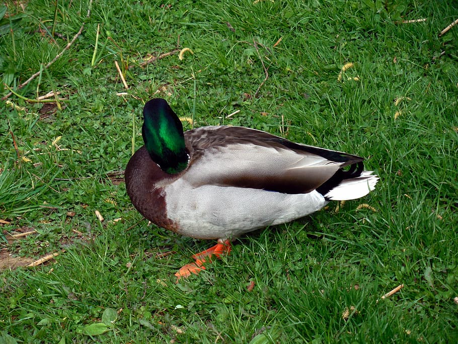 duck, bird, nature, ducks, poultry, plumage, feather, grass HD wallpaper