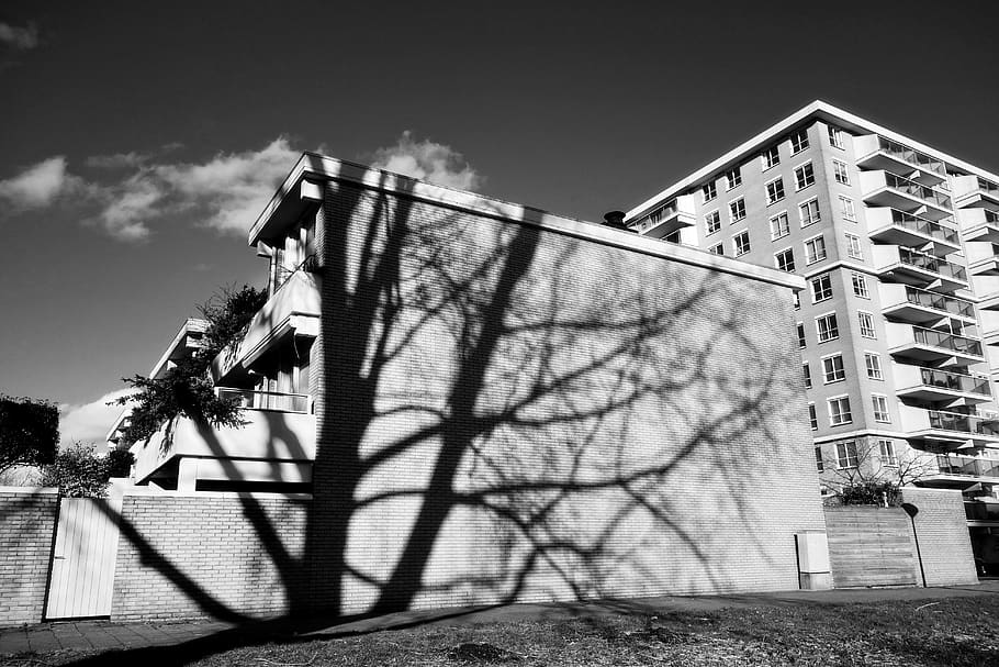 shadow, building, tree, tree shadow, apartment block, sunshine HD wallpaper