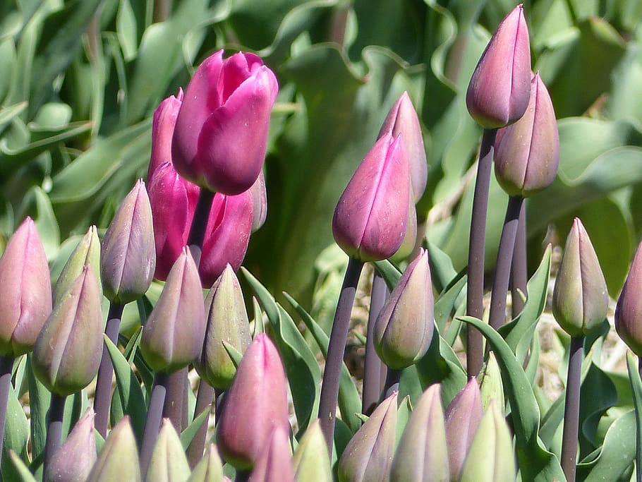 tulips, close up, pink, nature, plant, flower, springtime, pink Color HD wallpaper