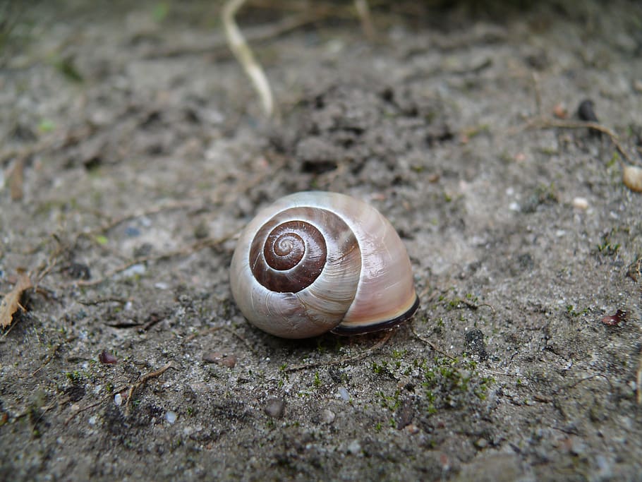 snail, brown, cochlea, animal wildlife, animal themes, shell HD wallpaper