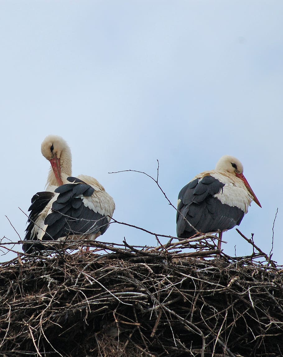 storks, bulgaria, spring, nest, pair, beaks, plumage, bird HD wallpaper