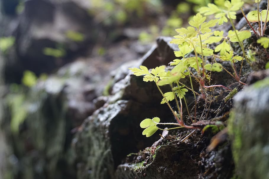 wall, dark, trier, dungeon, plant, walls, stone wall, growth HD wallpaper