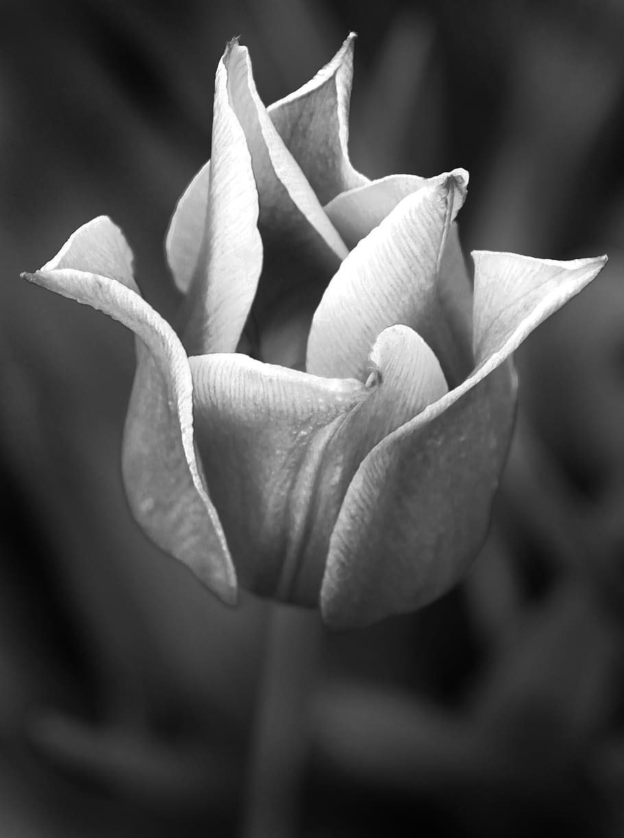 tulip, plant, flower, black and white, beauty in nature, petal