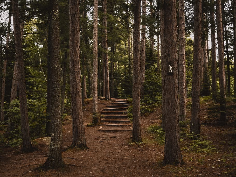 nature, sand, forest, trees, environment, idyllic, leaves, pathway HD wallpaper