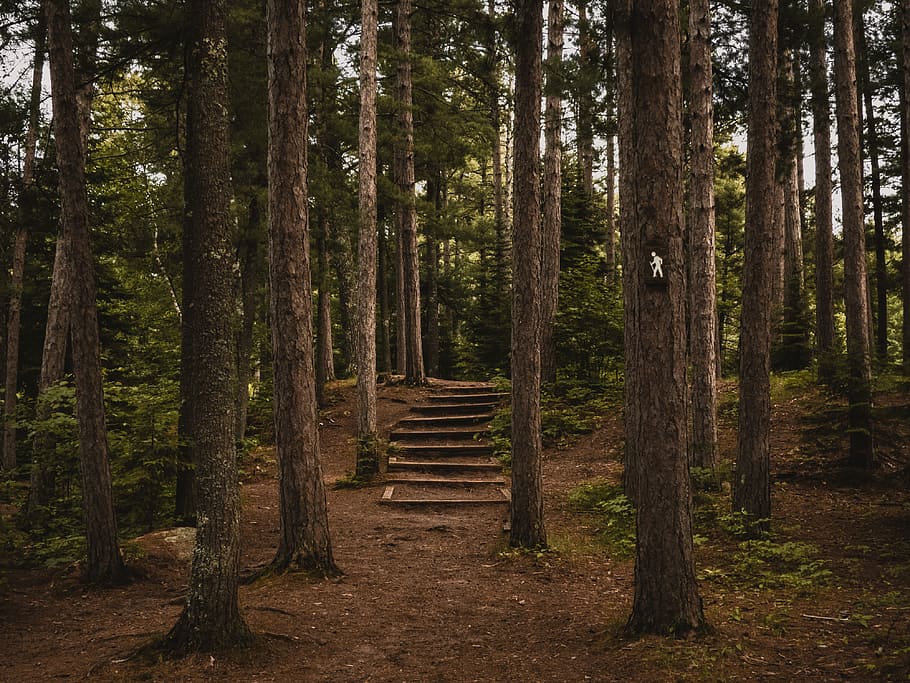 brown wooden trees beside pathway, soil stair in the forest at daytime HD wallpaper