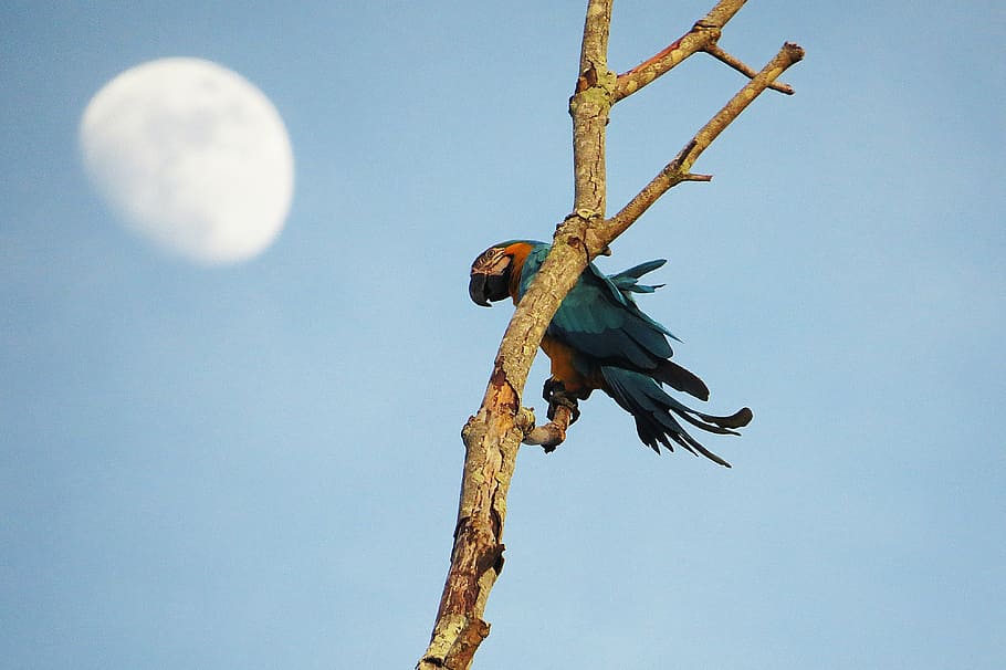 parrot, bird, branch, sky, low angle view, clear sky, nature HD wallpaper