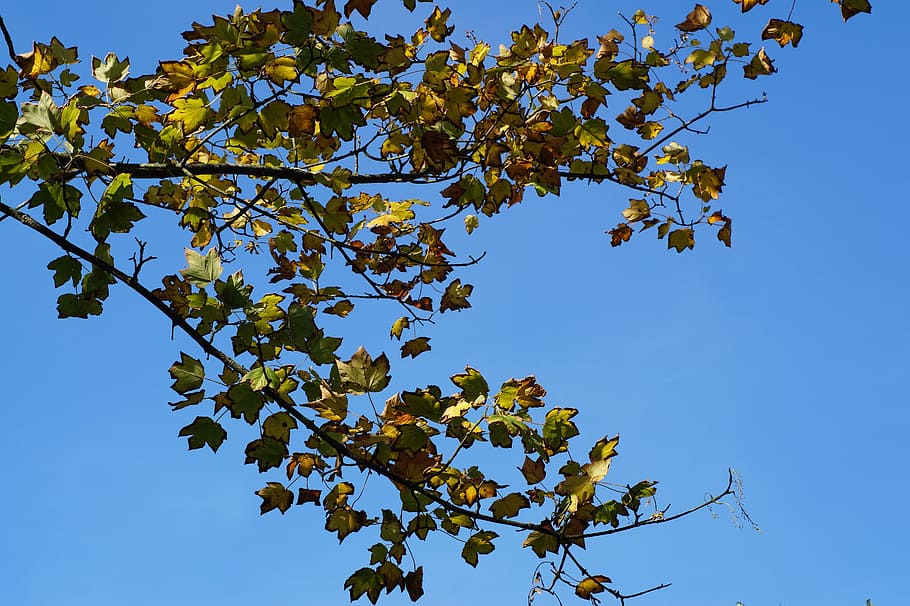 Tree, Leaves, Green, Green, Leaf, Autumn, nature, sky, clouds HD wallpaper