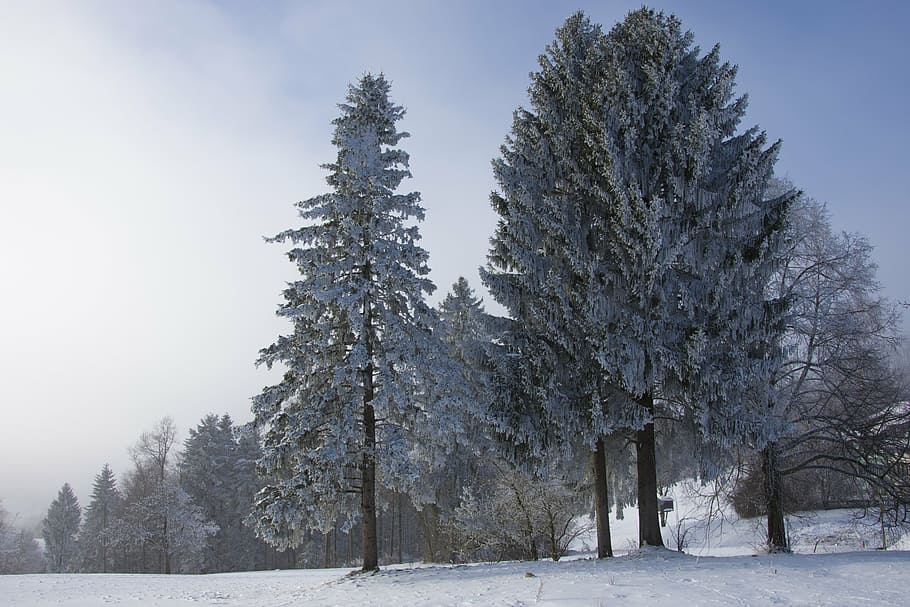winter, frozen, wintry, cold, landscape, tree, winter cold HD wallpaper
