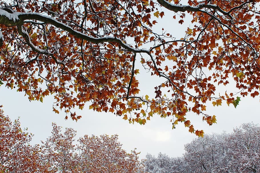 Trees, Winter, Snow, autumn, golden autumn, nature, landscape HD wallpaper