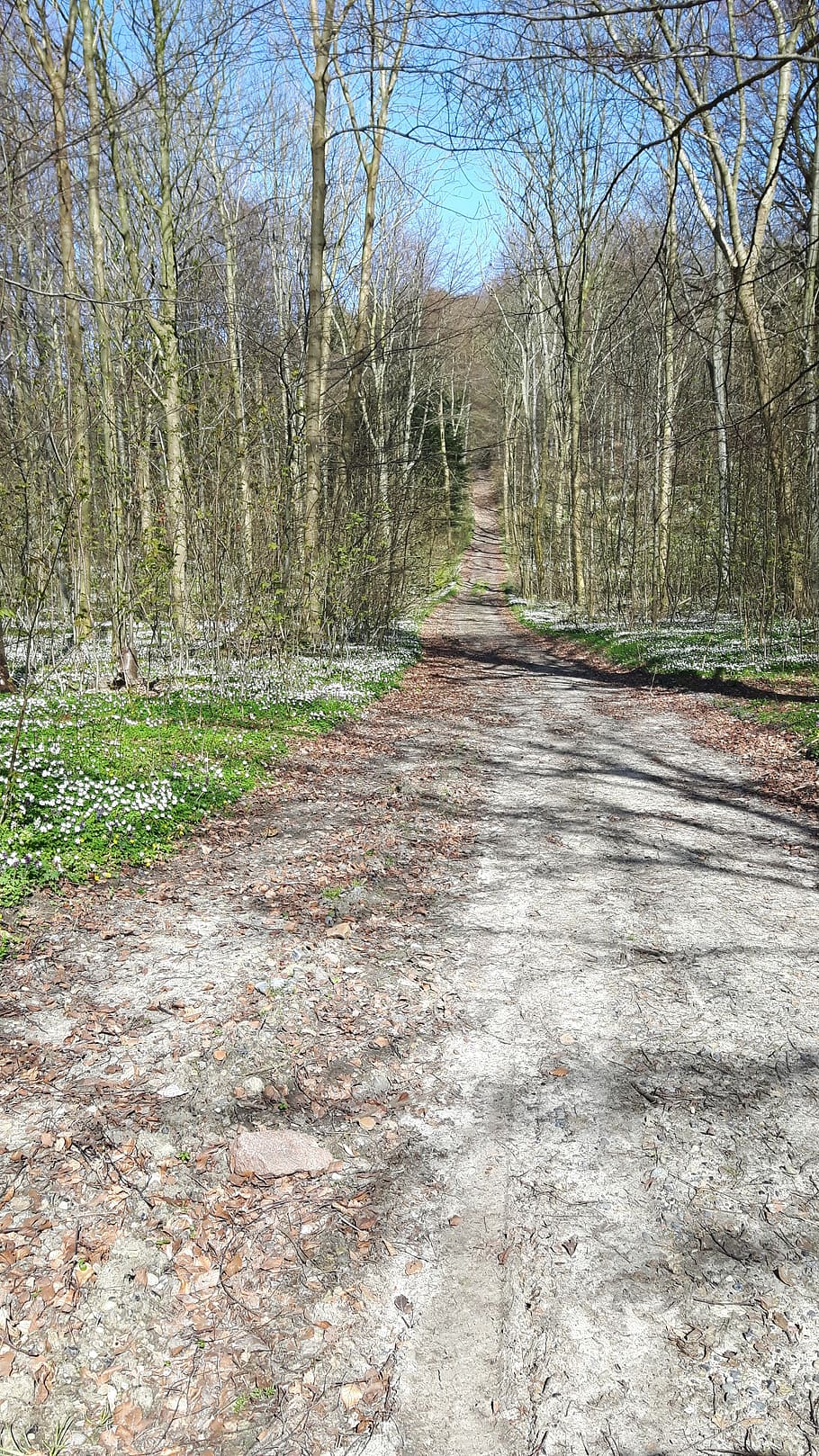 moen, forest, flowers, tree, the way forward, direction, plant HD wallpaper