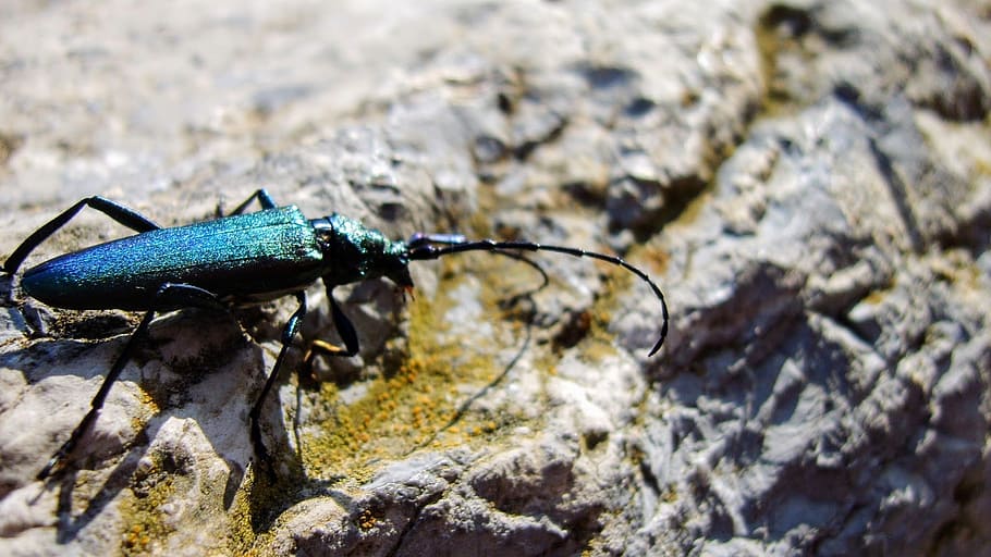 beetle, rock, animal wildlife, animal themes, one animal, animals in the wild HD wallpaper