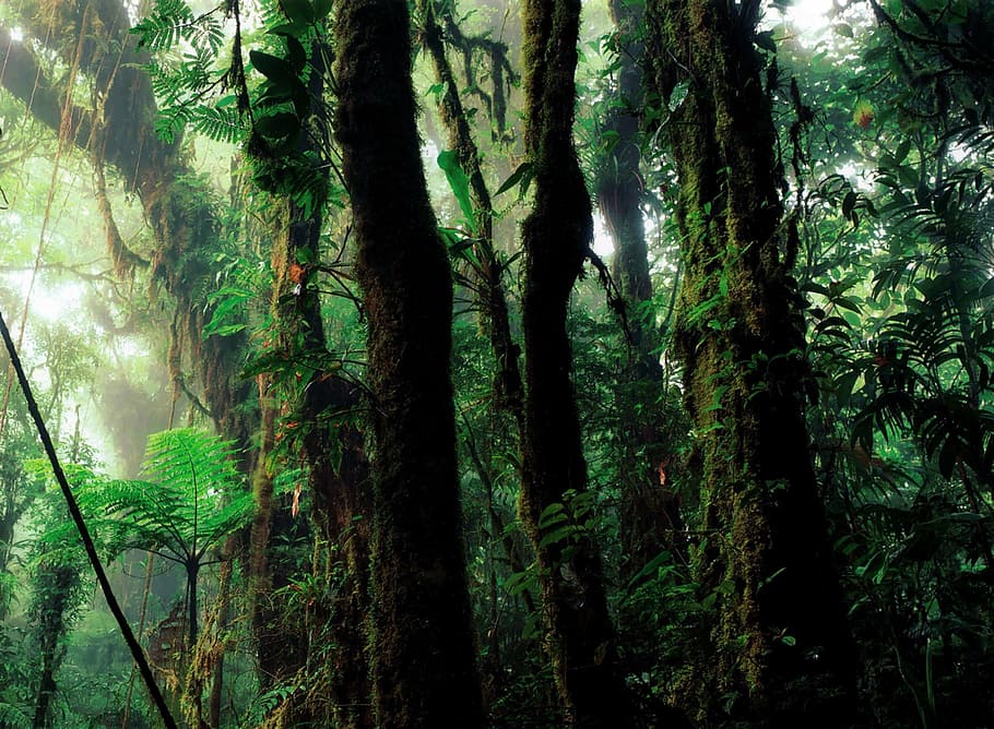 green tree during daytime, rain forest, humid, vegetation, nature HD wallpaper