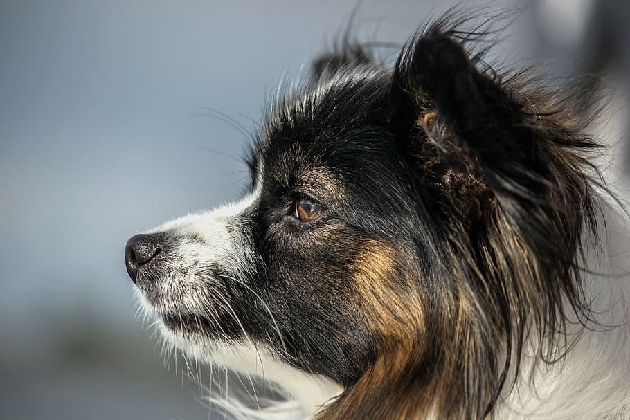 close-up photography of black and white dog, view, papillon HD wallpaper