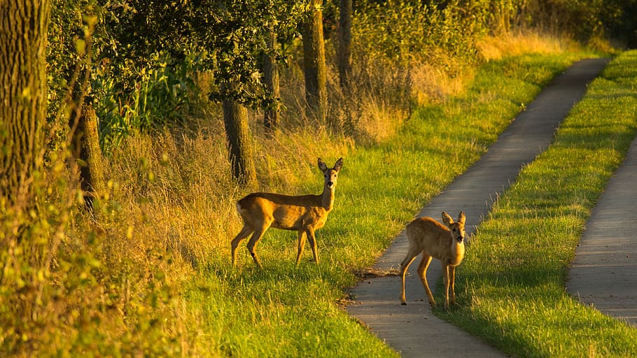 Kitz, Ricke, Away, Wild, Roe Deer, nature, young deer, animal HD wallpaper