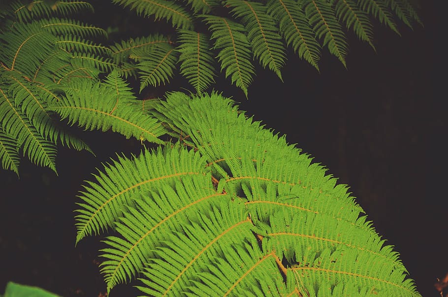 green leaf plant with black background, close, photo, fern HD wallpaper