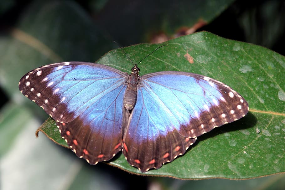 brown and blue butterfly on green leafed plant, insect, wings HD wallpaper